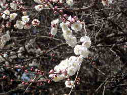 東山植物園の２月の花
