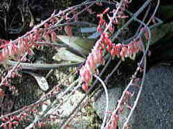 ガステリアベッケリーという名の温室で咲いた花の写真情報です。