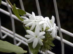 Begonia cv Encinitas
