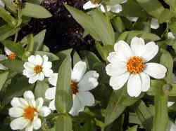ジニア　プロフュージョン　白花