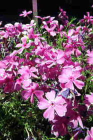 ダニエルクッション